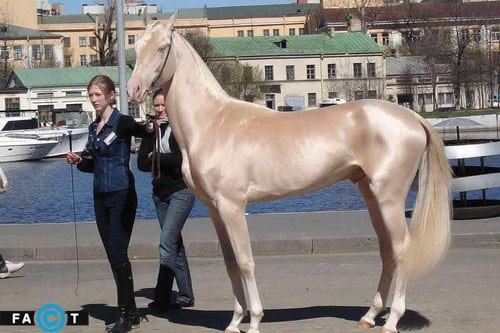اسب ترکمن آخال تکه چیست