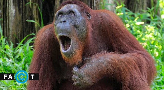 اورانگوتان‌ ها برای سفر خود برنامه‌ریزی می‌کنند