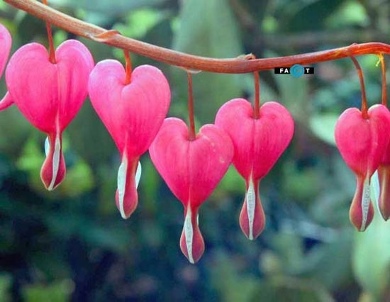 گل قلب خونین