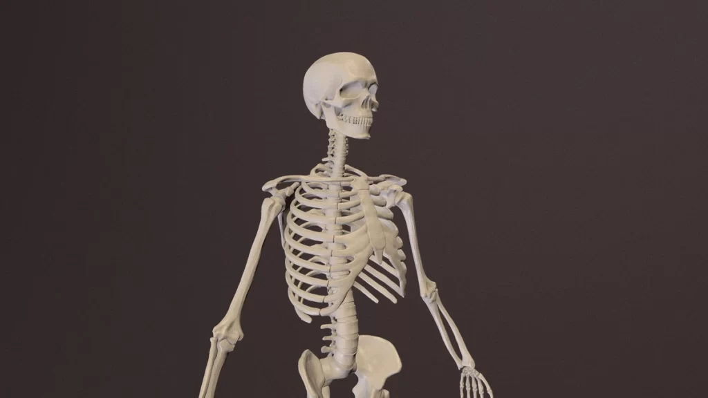 تعداد استخوان‌ها در بدن انسان