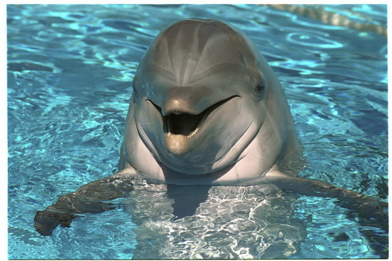 خصوصیات دلفین ها