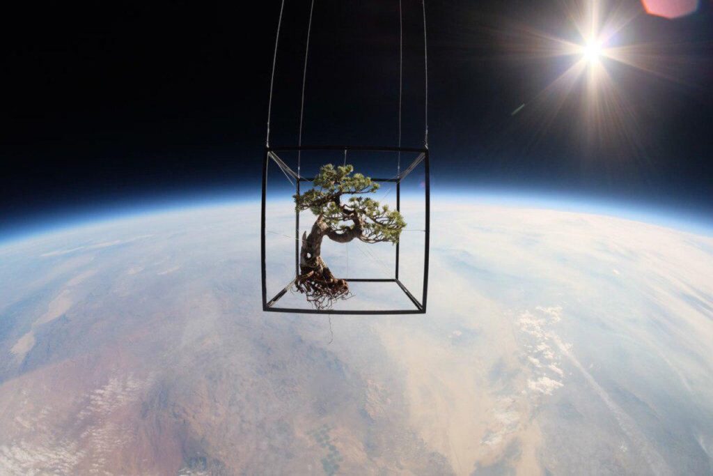درخت بونسای در فضا