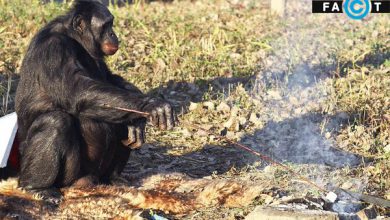 شامپانزه کانزی بونوبو آشپزی می کند