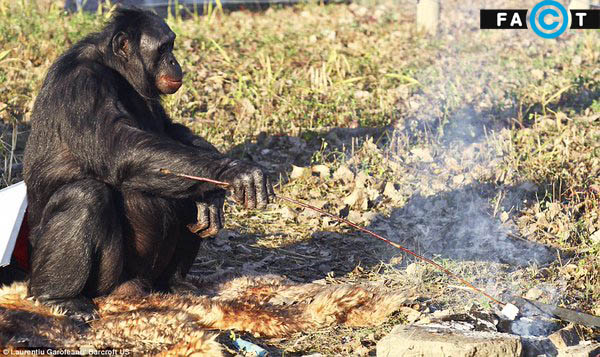 شامپانزه کانزی بونوبو آشپزی می کند